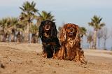 CAVALIER KING CHARLES 472